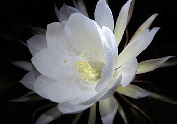 我家的昙花